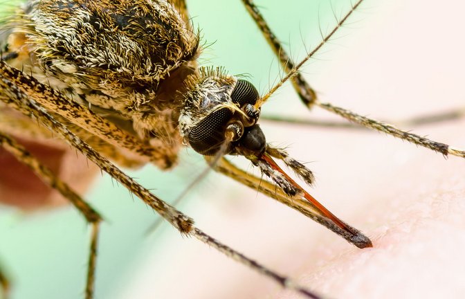 Stechmücke sitzt beim Blut-Schmaus auf menschlicher Haut: Mit einer hochauflösenden Kamera aufgenommen, sehen die das West-Nil-Virus übertragende Stechmücken noch bedrohlicher aus.<span class='image-autor'>Foto: Imago/Dreamstime</span>