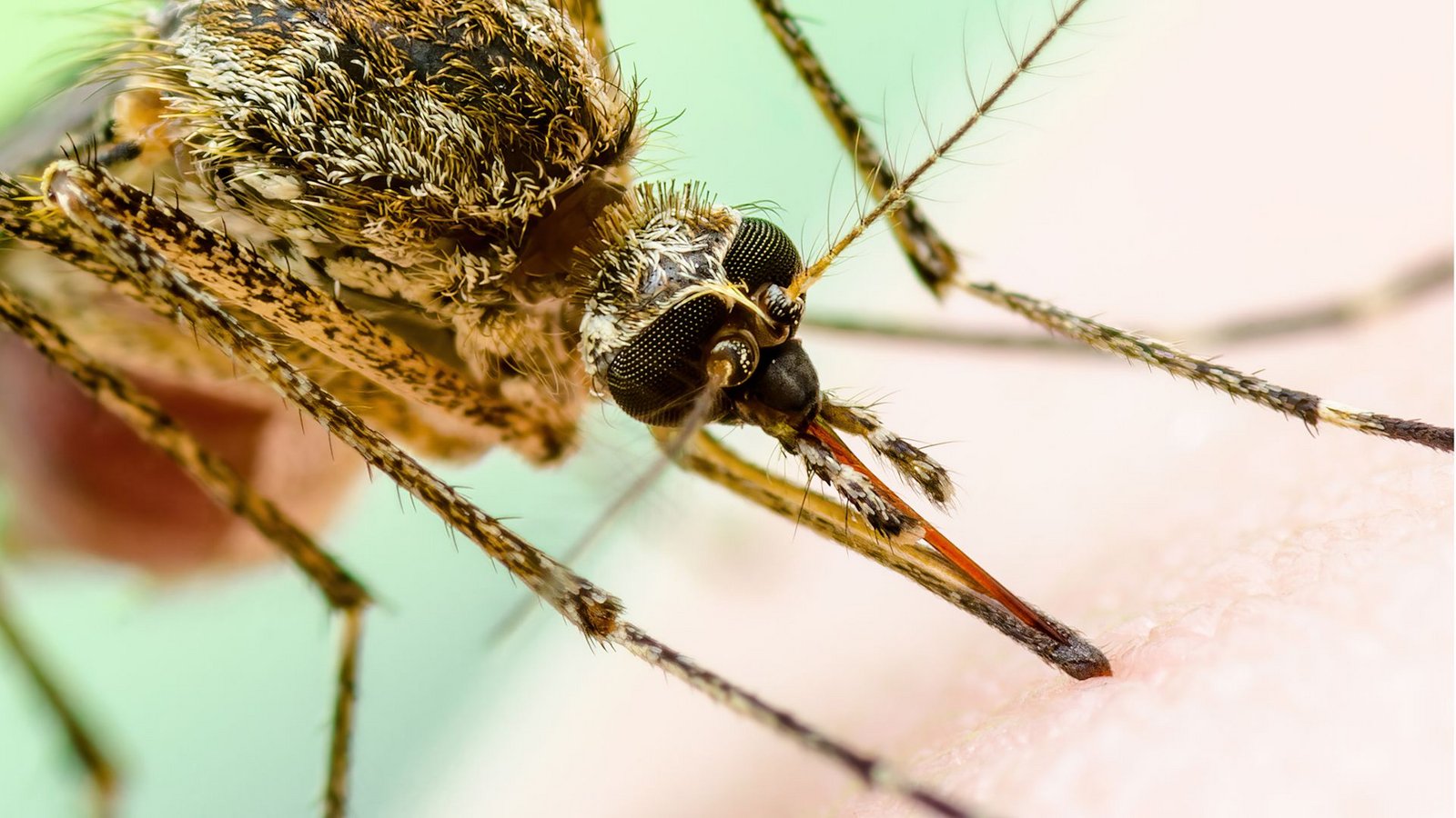 Stechmücke sitzt beim Blut-Schmaus auf menschlicher Haut: Mit einer hochauflösenden Kamera aufgenommen, sehen die das West-Nil-Virus übertragende Stechmücken noch bedrohlicher aus.Foto: Imago/Dreamstime Stechmücke sitzt beim Blut-Schmaus auf menschlicher Haut: Mit einer hochauflösenden Kamera aufgenommen, sehen die das West-Nil-Virus übertragende Stechmücken noch bedrohlicher aus.Foto: Imago/Dreamstime