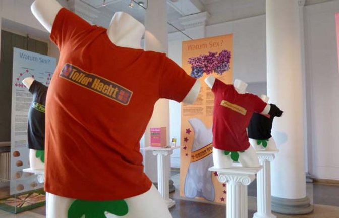 Blick in die Sonderausstellung von Schloss Rosenstein. Foto: Rücker