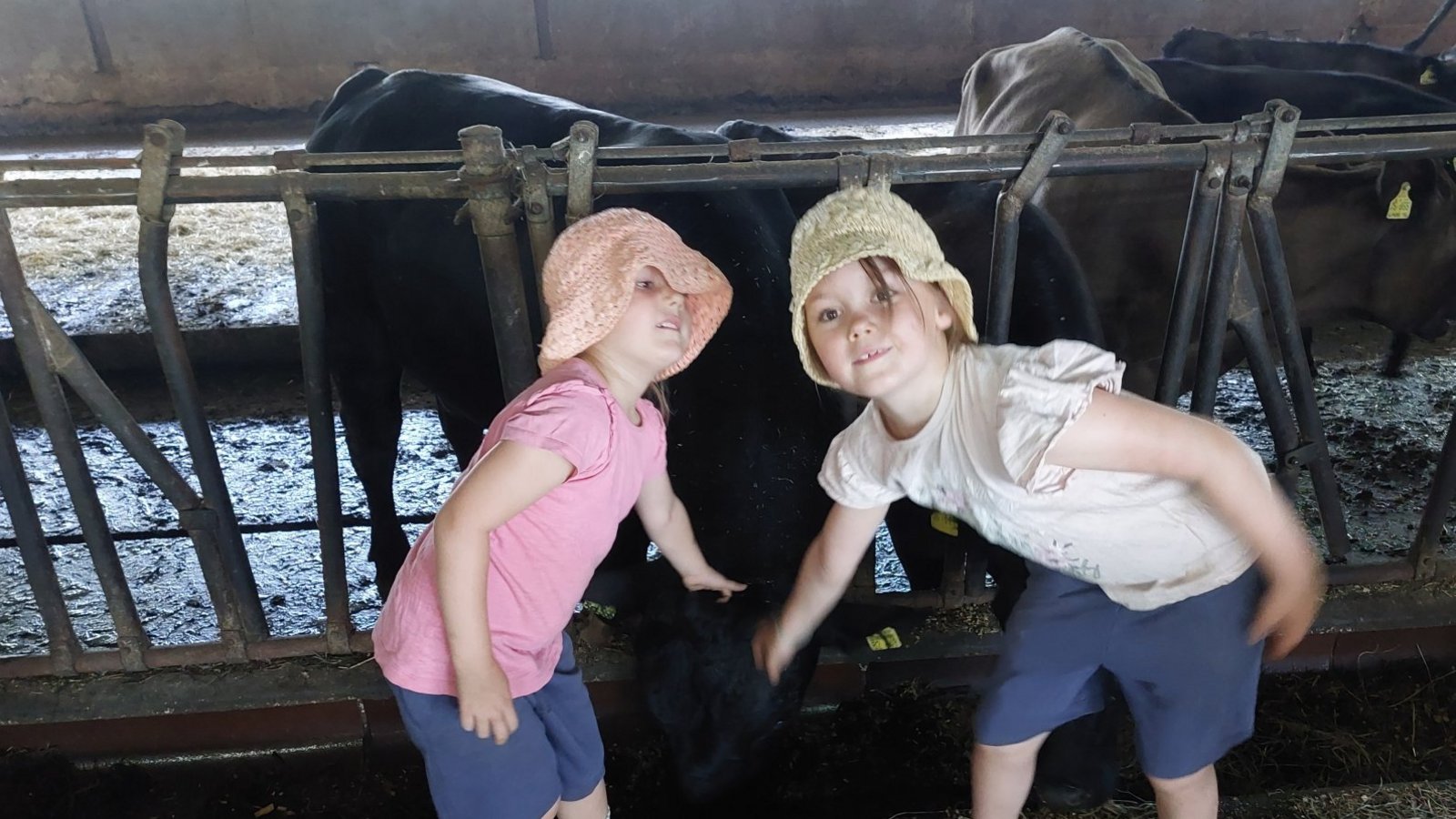Hier dürfen die Angus-Rinder gestreichelt werden. Fotos: p Hier dürfen die Angus-Rinder gestreichelt werden. Fotos: p
