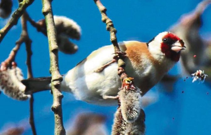 Unsere Leserin Kirsten Krebs war vor kurzem Zuhörerin bei einem Vortrag über den Vogel des Jahres 2016. Und prompt bekam sie an der Enz in Vaihingen tatsächlich einen Stieglitz vor die Linse.