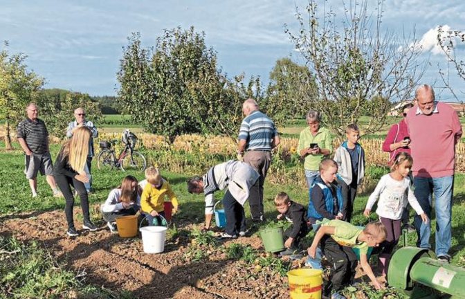 Die Familiengruppe des Sachsenheimer Albvereins hat im Mai Kartoffeln gesteckt, im Juni gefelgt, gehäufelt und vom Unkraut befreit und nun geerntet. Das Kraut wurde verbrannt und einige der frisch geernteten Kartoffeln im Feuer gegart. Mit dem Ernteergebnis waren alle sehr zufrieden. Auch ein Kartoffelkönig wurde gekürt. „Eine tolle Aktion, welche den Kindern gezeigt hat, welche Arbeit nötig ist, bis Kartoffeln geerntet werden können. Es hat allen viel Spaßt gemacht“, lautet das Fazit des Albvereins.  Foto: p