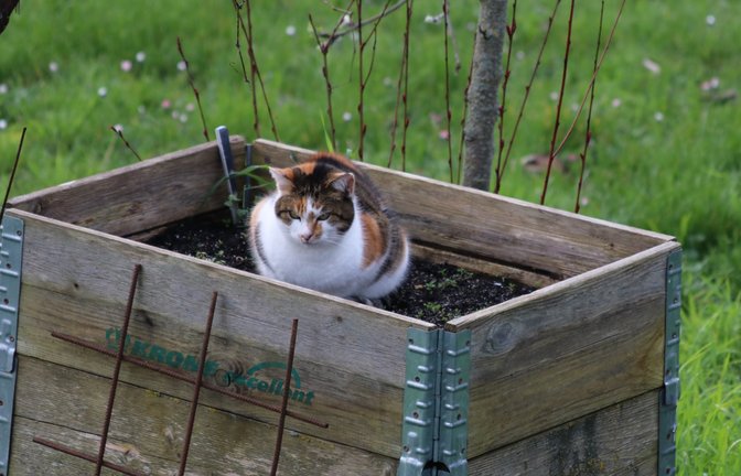 Schlaue Katze: Unser Leser Karl-Heinz Witt aus Nussdorf hat mit der Kamera festgehalten, wie ein Hochbeet zum Katzenhochsitz umfunktioniert wurde.