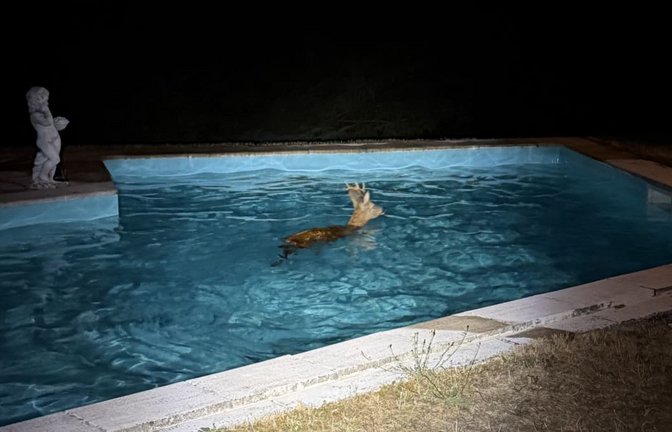 Ein Rehbock hat sich in Lauda-Königshofen in einen Pool verirrt.<span class='image-autor'>Freiwillige Feuerwehr Lauda-Königshofen</span>