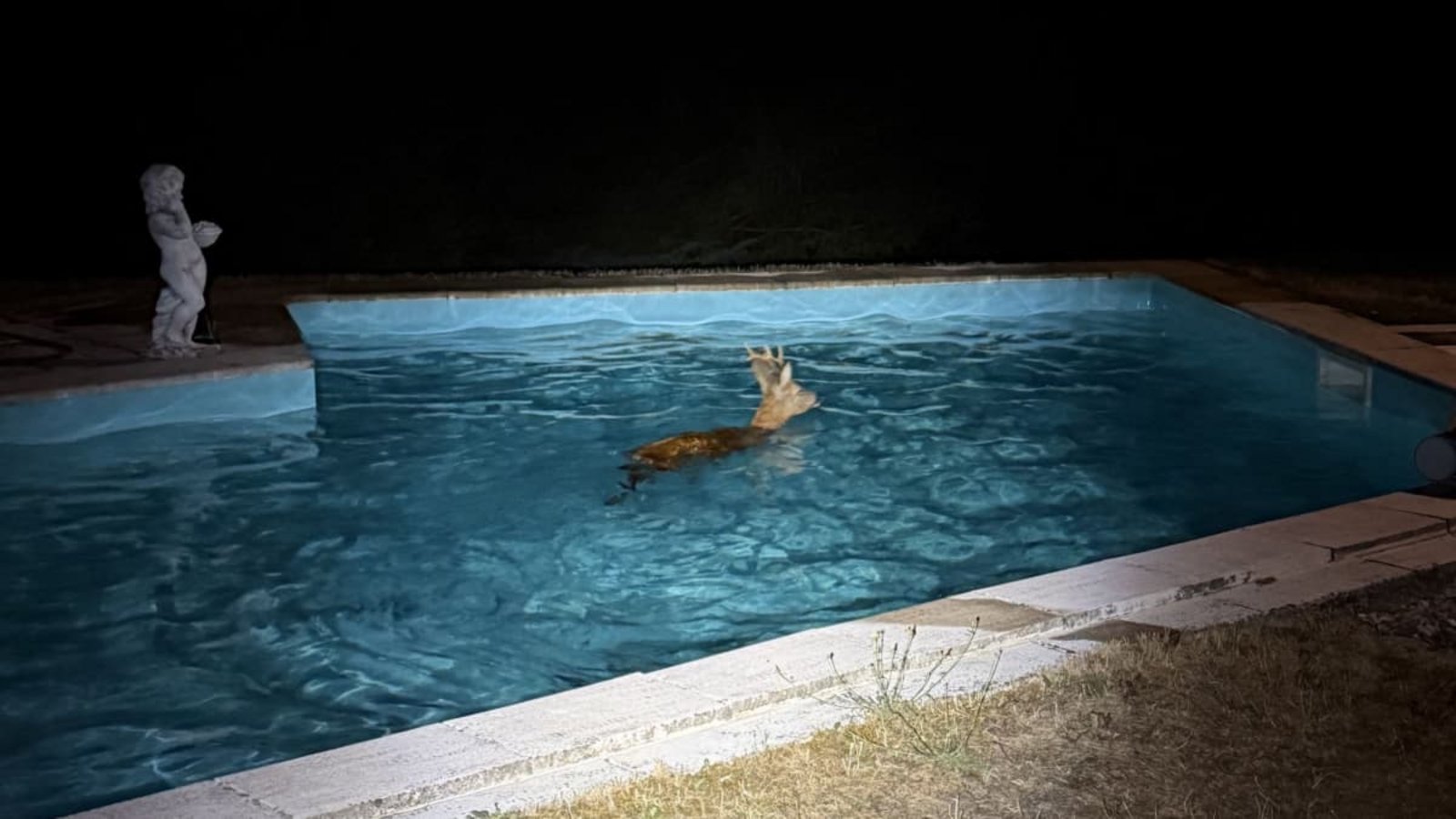 Ein Rehbock hat sich in Lauda-Königshofen in einen Pool verirrt.Freiwillige Feuerwehr Lauda-Königshofen Ein Rehbock hat sich in Lauda-Königshofen in einen Pool verirrt.Freiwillige Feuerwehr Lauda-Königshofen