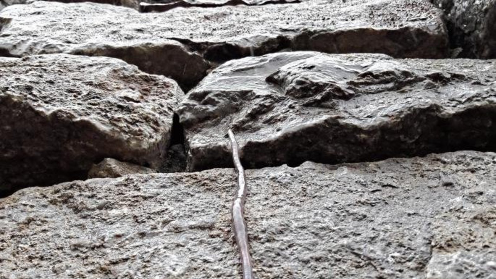 Haste Töne: Dieser Regenwurm konnte neulich in Aurich beim aktiven und behänden Abwärtsklettern an einer Steinmauer beobachtet werden. Foto: Rücker Haste Töne: Dieser Regenwurm konnte neulich in Aurich beim aktiven und behänden Abwärtsklettern an einer Steinmauer beobachtet werden. Foto: Rücker
