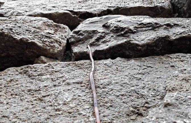 Haste Töne: Dieser Regenwurm konnte neulich in Aurich beim aktiven und behänden Abwärtsklettern an einer Steinmauer beobachtet werden. Foto: Rücker