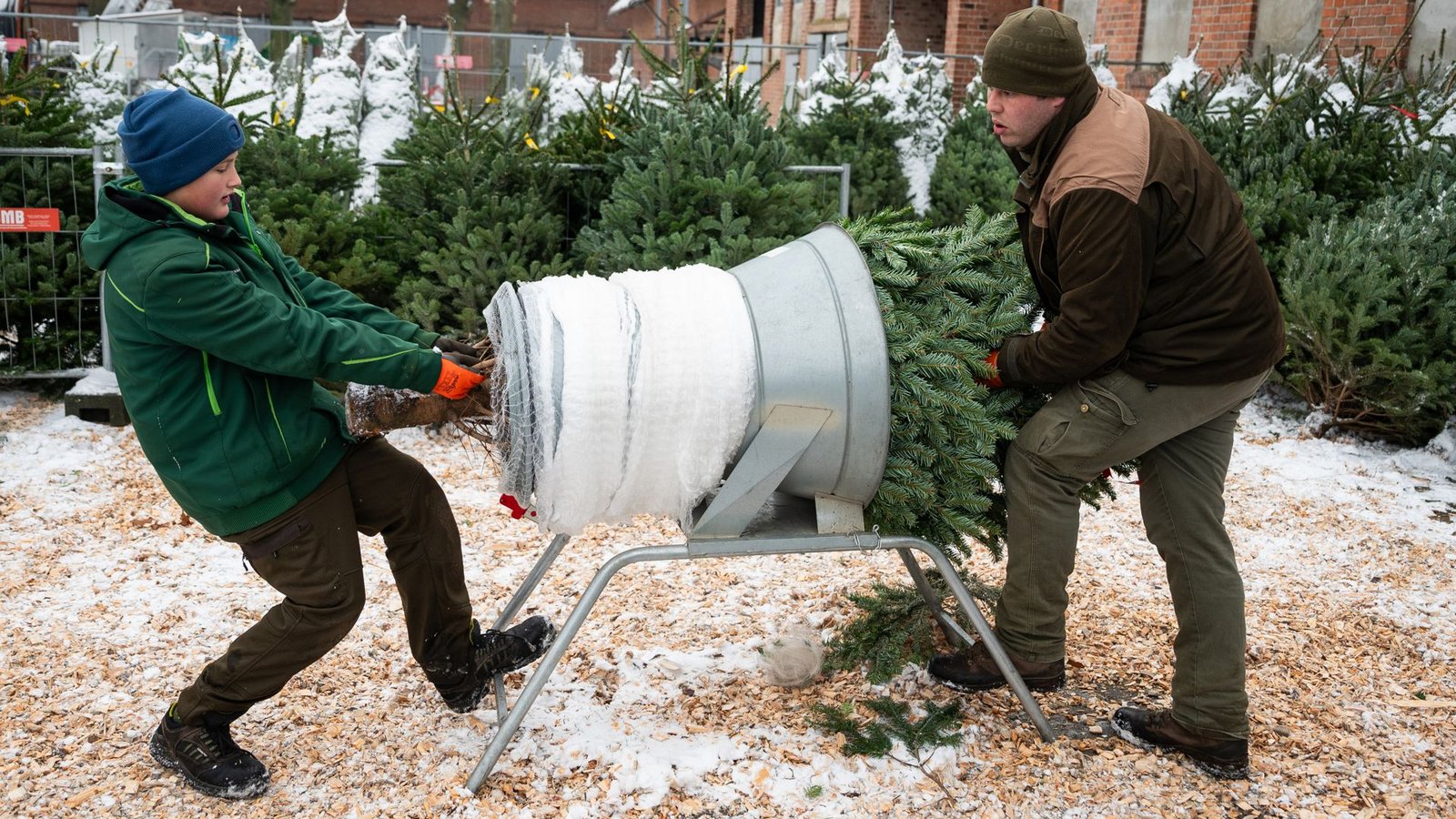 Mit dem 1. Advent beginnen die meisten Anbieter damit, Weihnachtsbäume zu verkaufen.Foto: dpa/Philipp Schulze Mit dem 1. Advent beginnen die meisten Anbieter damit, Weihnachtsbäume zu verkaufen.Foto: dpa/Philipp Schulze