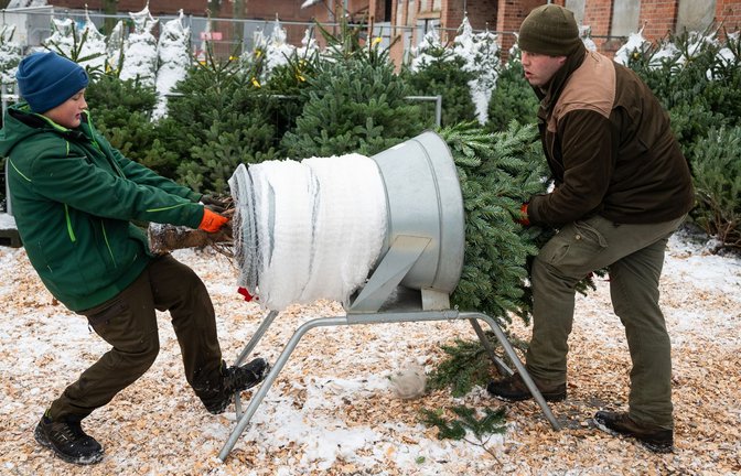 Mit dem 1. Advent beginnen die meisten Anbieter damit, Weihnachtsbäume zu verkaufen.<span class='image-autor'>Foto: dpa/Philipp Schulze</span>