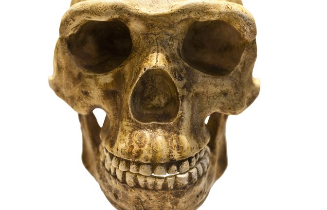 Mit diesen Beißerchen konnte der Homo antecessor vor 850.000 Jahren kräftig zubeißen – und auch Artgenossen verspeisen.<span class='image-autor'>Foto: Imago/Zoonar</span>