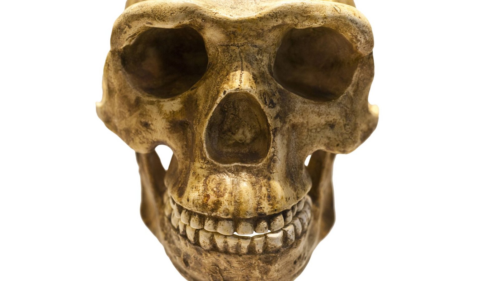 Mit diesen Beißerchen konnte der Homo antecessor vor 850.000 Jahren kräftig zubeißen – und auch Artgenossen verspeisen.Foto: Imago/Zoonar