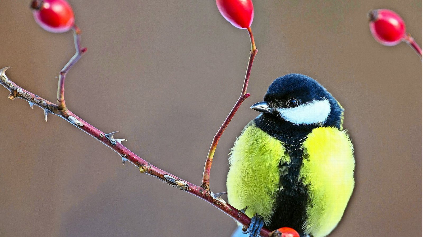 Kohlmeise (Parus major).Foto: dpa Kohlmeise (Parus major).Foto: dpa