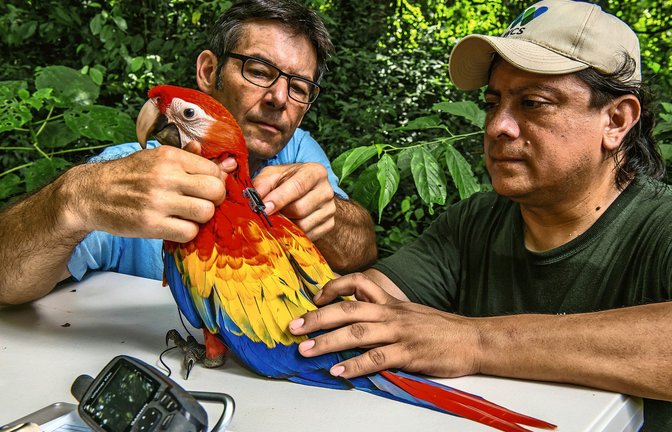 Martin Wikelski (links) und Icarus-Mitarbeiter Rony Garcia mit einem Ara in Belize<span class='image-autor'>Foto: /
Sergio Izquierdo</span>