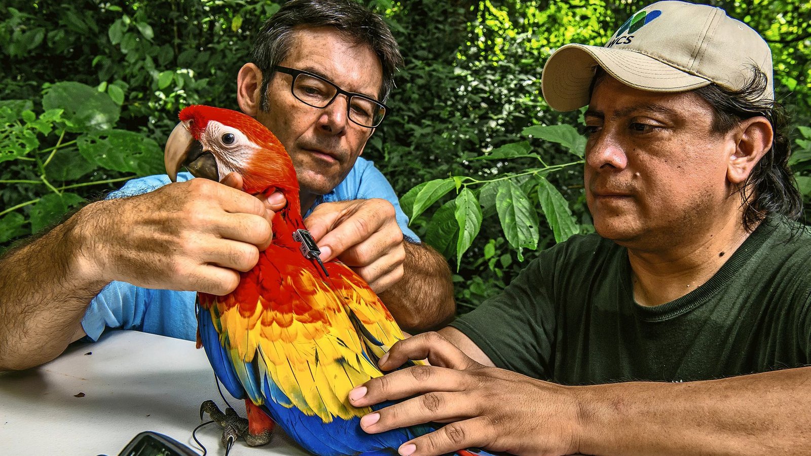 Martin Wikelski (links) und Icarus-Mitarbeiter Rony Garcia mit einem Ara in BelizeFoto: /
Sergio Izquierdo
