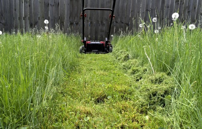 Muss das Gras an Himmelfahrt stehenbleiben?<span class='image-autor'>Foto: Ray Geiger / shutterstock.com</span>