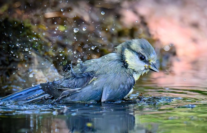 Eine junge Blaumeise badet in einer Wasserstelle im Wald in Sieversdorf.<span class='image-autor'>Foto: Patrick Pleul/dpa</span>