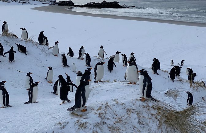 Die Auswirkungen der Vogelgrippe bei Pinguinen können sehr unterschiedlich sein.<span class='image-autor'>Foto: Benedikt von Imhoff/dpa</span>