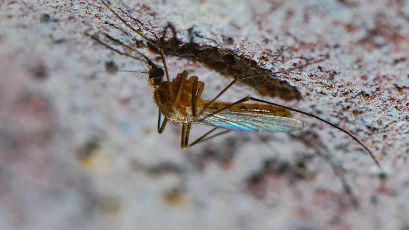 Eine Stechmücke der Art Culex pipiens Komplex ist an der Decke eines alten Eiskellers zu sehen. Die in Deutschland seit langem heimische Mückenart kann auch Tropenkrankheiten übertragen - etwa das Sindbis-Fieber.Patrick Pleul/dpa-Zentralbild/dpa