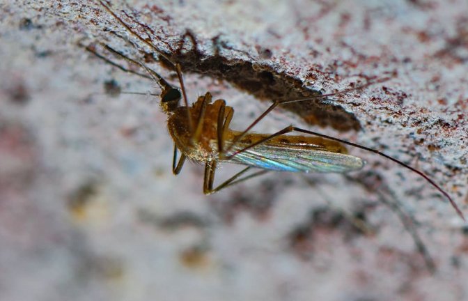 Eine Stechmücke der Art Culex pipiens Komplex ist an der Decke eines alten Eiskellers zu sehen. Die in Deutschland seit langem heimische Mückenart kann auch Tropenkrankheiten übertragen - etwa das Sindbis-Fieber.<span class='image-autor'>Patrick Pleul/dpa-Zentralbild/dpa</span>