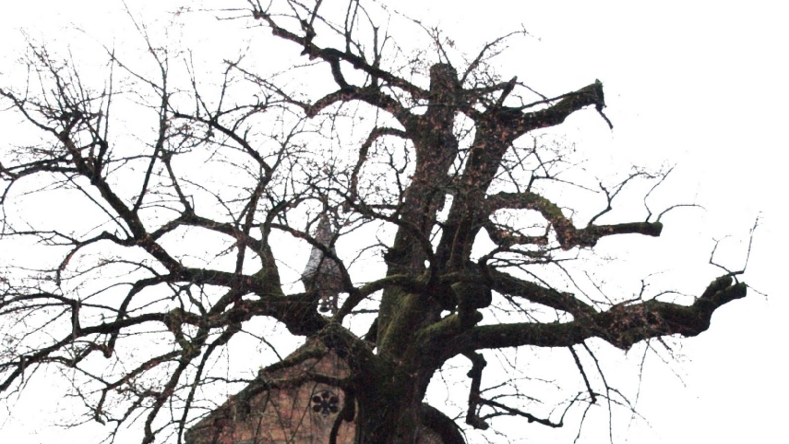 Die Expertenkommission macht sich an die Untersuchung der Linde.