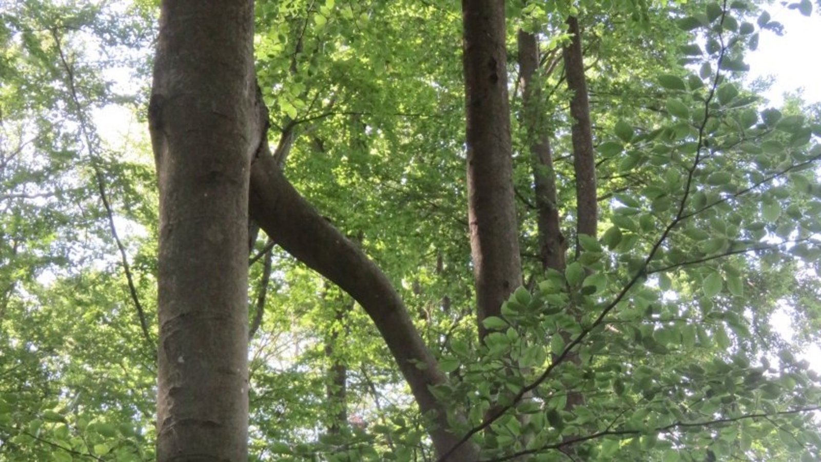 Die verliebten Bäume grüßen.