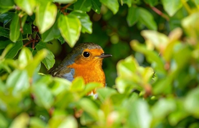 Rotkehlchen bauen ihre Nester in Hecken.<span class='image-autor'>Shutterstock/Christina Bauer</span>