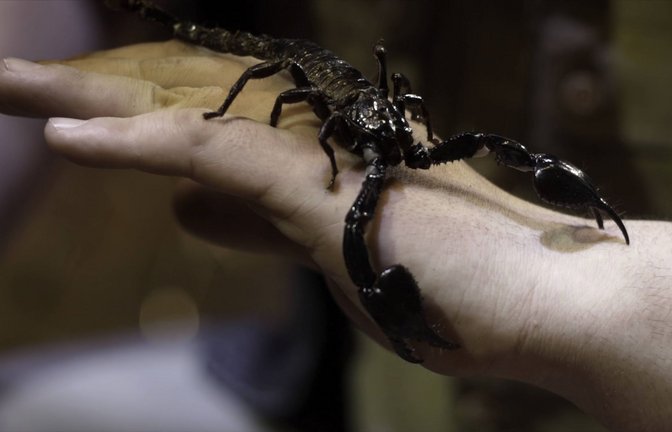 Das Tier hat sich laut Polizei sich in einem Holzhaufen befunden (Symbolbild).<span class='image-autor'>Foto: IMAGO/Zoonar//Mziya Kashakhi</span>