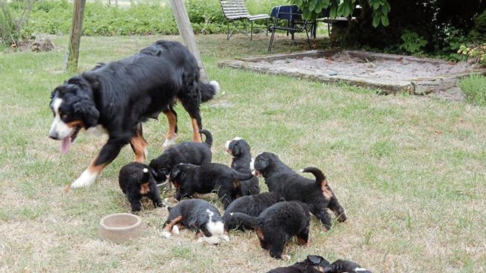 Kora aus dem Hof Gutjahr im Oberriexinger Weg von Kleinglattbach hat eine aufgeweckte Kinderschar um sich. Der erste Wurf der vierjährigen Hundedame hat gleich zehn Berner- Sennenhund-Welpen beschert. Die munteren Vierbeiner sind jetzt fünf Wochen alt. Wenn sie nach der Mutter kommen sind sie selbstsicher, gutmütig und freundlich, sagt Herrchen. Foto: Arning Kora aus dem Hof Gutjahr im Oberriexinger Weg von Kleinglattbach hat eine aufgeweckte Kinderschar um sich. Der erste Wurf der vierjährigen Hundedame hat gleich zehn Berner- Sennenhund-Welpen beschert. Die munteren Vierbeiner sind jetzt fünf Wochen alt. Wenn sie nach der Mutter kommen sind sie selbstsicher, gutmütig und freundlich, sagt Herrchen. Foto: Arning