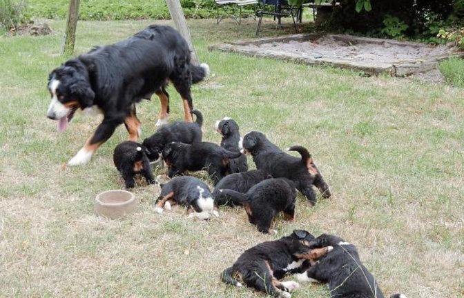 Kora aus dem Hof Gutjahr im Oberriexinger Weg von Kleinglattbach hat eine aufgeweckte Kinderschar um sich. Der erste Wurf der vierjährigen Hundedame hat gleich zehn Berner- Sennenhund-Welpen beschert. Die munteren Vierbeiner sind jetzt fünf Wochen alt. Wenn sie nach der Mutter kommen sind sie selbstsicher, gutmütig und freundlich, sagt Herrchen.  Foto: Arning