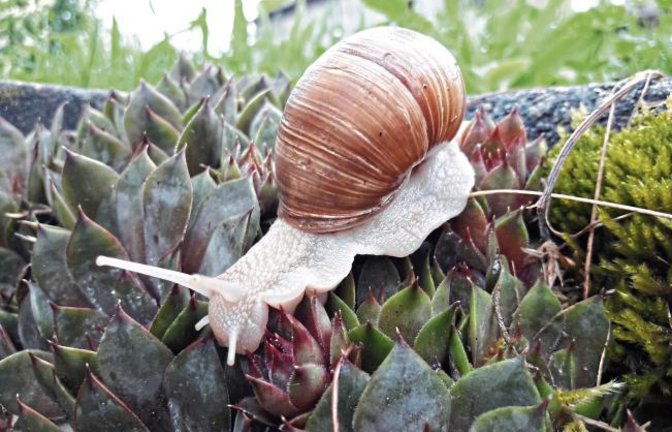 Mit genug Schleim am Fuß kann man auch über spitze Dinge kriechen, wie dieser Auricher Schneck beweist.  Foto: Rücker