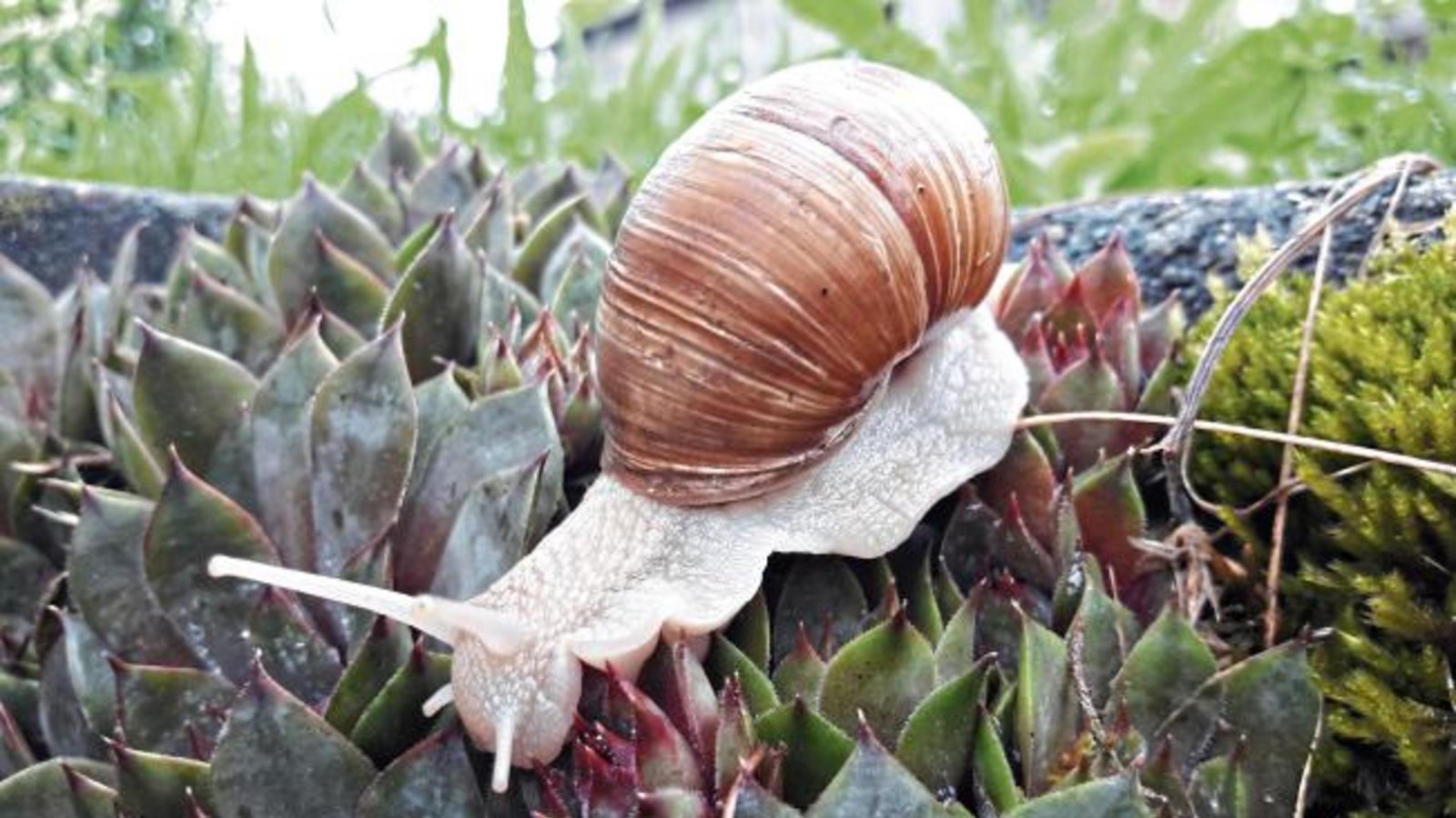 Mit genug Schleim am Fuß kann man auch über spitze Dinge kriechen, wie dieser Auricher Schneck beweist. Foto: Rücker Mit genug Schleim am Fuß kann man auch über spitze Dinge kriechen, wie dieser Auricher Schneck beweist. Foto: Rücker