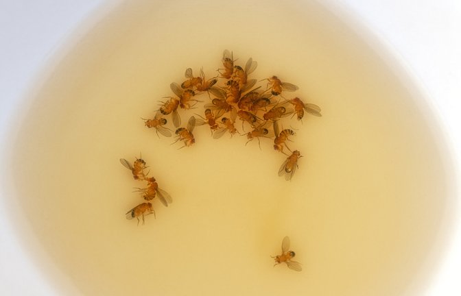 Mit Essig und Spülmittel fangen Sie die Fruchtfliegen.<span class='image-autor'>Foto: AnneGM / shutterstock.com</span>