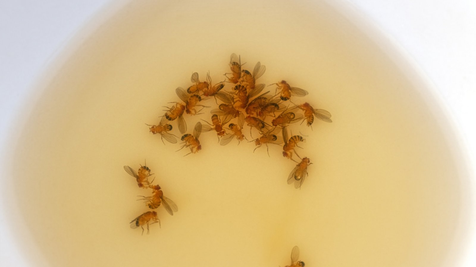 Mit Essig und Spülmittel fangen Sie die Fruchtfliegen.Foto: AnneGM / shutterstock.com Mit Essig und Spülmittel fangen Sie die Fruchtfliegen.Foto: AnneGM / shutterstock.com