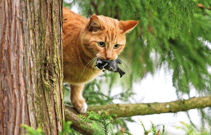 Katzen fangen nicht nur Mäuse, sondern auch Vögel – wie diese Jägerin, die eine Kohlmeise erbeutet hat.<span class='image-autor'>Foto: Imago/Michael Kristen</span>