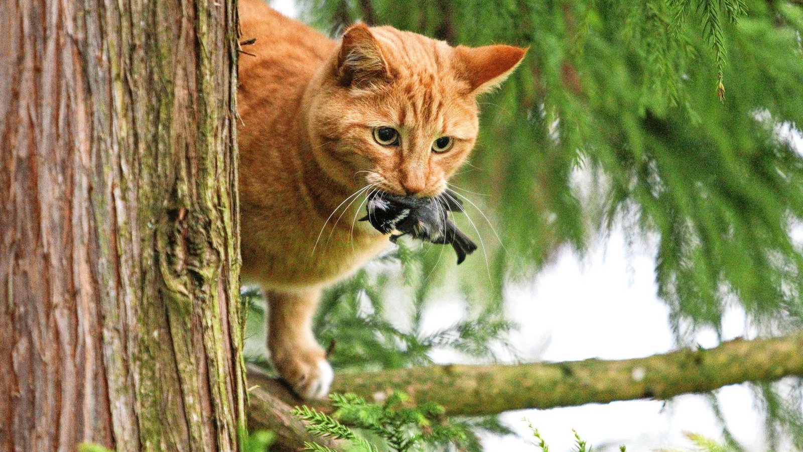 Katzen fangen nicht nur Mäuse, sondern auch Vögel – wie diese Jägerin, die eine Kohlmeise erbeutet hat.Foto: Imago/Michael Kristen