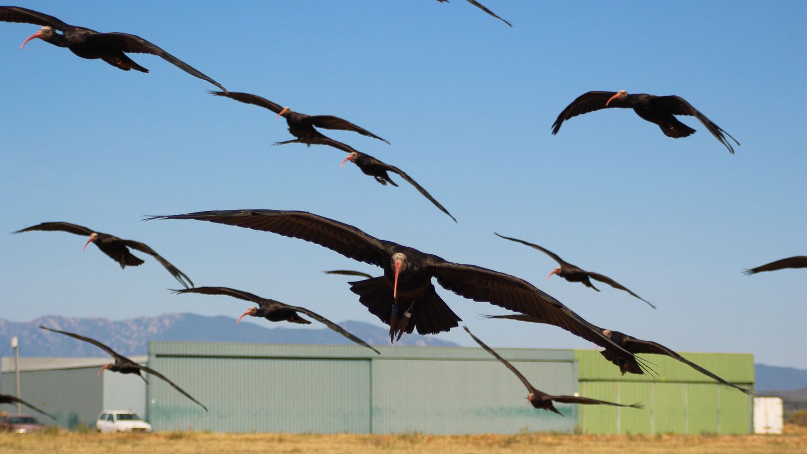 Besonders schön sind Waldrappe zumindest nach menschlichem Verständnis nicht. Aber die Ibis-Art ist mittlerweile weltweit sehr selten. Das Waldrapp-Artenschutzprogramm gilt als sehr erfolgreich. Auf dem Foto sieht man junge Waldrappe beim Landen.Foto: Waldrappteam Conservation and Research