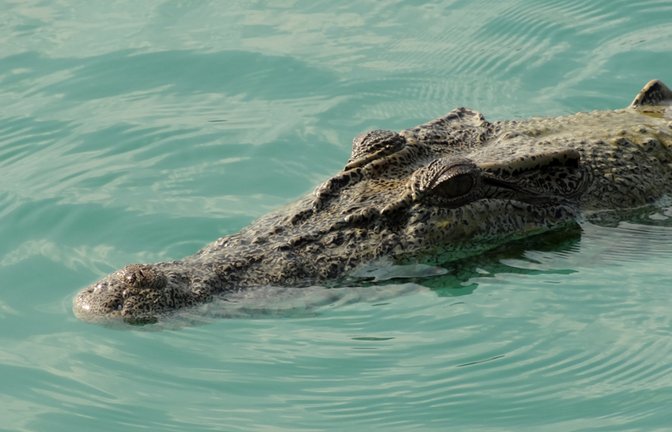 Können die Reptilien auch im Meer überleben?<span class='image-autor'>Foto: Alan Benge / shutterstock.com</span>