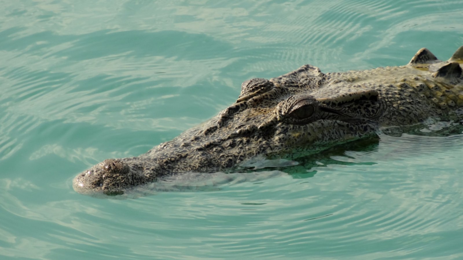 Können die Reptilien auch im Meer überleben?Foto: Alan Benge / shutterstock.com Können die Reptilien auch im Meer überleben?Foto: Alan Benge / shutterstock.com
