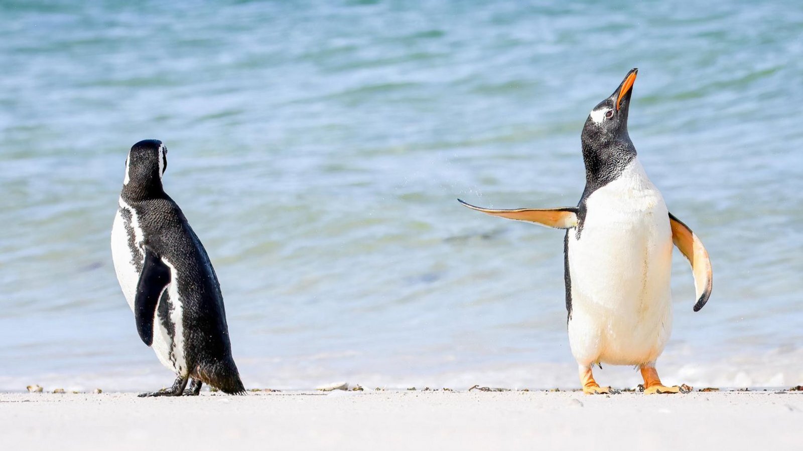 Stop, don’t talk to me: Pinguine erinnern von ihrer Gestik manchmal stark an Menschen. Das Bild entstand auf den Falklandinseln.Foto: Comedy Wildlife Photo Award/Jennifer Hadley aus den USA Stop, don’t talk to me: Pinguine erinnern von ihrer Gestik manchmal stark an Menschen. Das Bild entstand auf den Falklandinseln.Foto: Comedy Wildlife Photo Award/Jennifer Hadley aus den USA