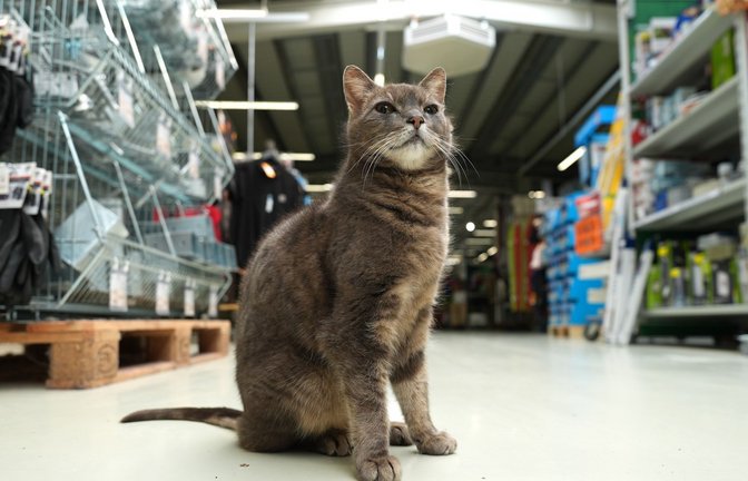 Wenn Lotti nicht auf ihrem Platz döst, geht sie auf Erkundungstour durch den Markt.<span class='image-autor'>Foto: Marcus Brandt/dpa</span>