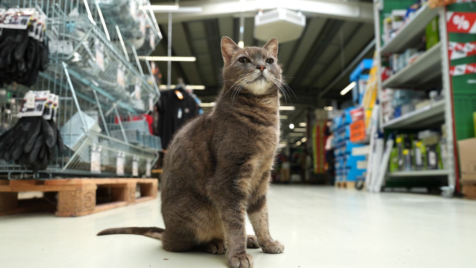 Wenn Lotti nicht auf ihrem Platz döst, geht sie auf Erkundungstour durch den Markt.Foto: Marcus Brandt/dpa