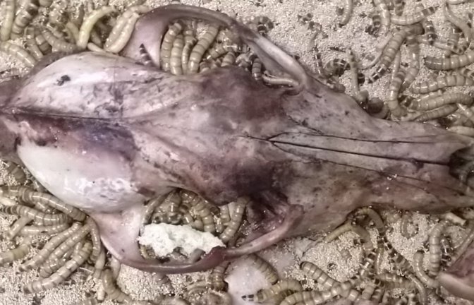 Schwarzkäfer-Larven bei der Skelettierung eines Wolfsschädels (undatierte Aufnahme). Die Tiere helfen Präparatoren, Knochen von organischem Material zu befreien. Ein Team der Universität im iranischen Mesched und des Naturkundemuseums Stuttgart hat nun die "Superwürmer" als schnellere, umweltfreundlichere, risikoärmere und günstige Alternative erprobt.<span class='image-autor'>Morteza Monfared/Staatliches Museum für Naturkunde Stuttgart/dpa</span>