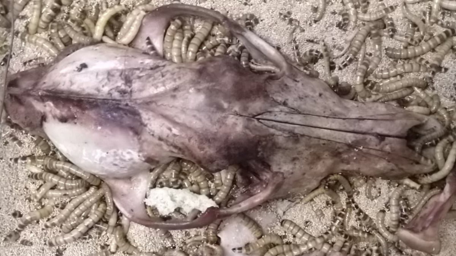 Schwarzkäfer-Larven bei der Skelettierung eines Wolfsschädels (undatierte Aufnahme). Die Tiere helfen Präparatoren, Knochen von organischem Material zu befreien. Ein Team der Universität im iranischen Mesched und des Naturkundemuseums Stuttgart hat nun die "Superwürmer" als schnellere, umweltfreundlichere, risikoärmere und günstige Alternative erprobt.Morteza Monfared/Staatliches Museum für Naturkunde Stuttgart/dpa Schwarzkäfer-Larven bei der Skelettierung eines Wolfsschädels (undatierte Aufnahme). Die Tiere helfen Präparatoren, Knochen von organischem Material zu befreien. Ein Team der Universität im iranischen Mesched und des Naturkundemuseums Stuttgart hat nun die "Superwürmer" als schnellere, umweltfreundlichere, risikoärmere und günstige Alternative erprobt.Morteza Monfared/Staatliches Museum für Naturkunde Stuttgart/dpa