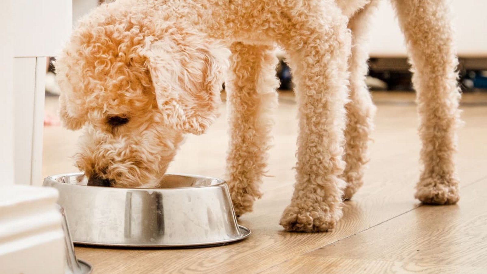 Hund frisst aus einem Napf. (Symbolbild)Christin Klose/dpa-tmn/dpa Hund frisst aus einem Napf. (Symbolbild)Christin Klose/dpa-tmn/dpa