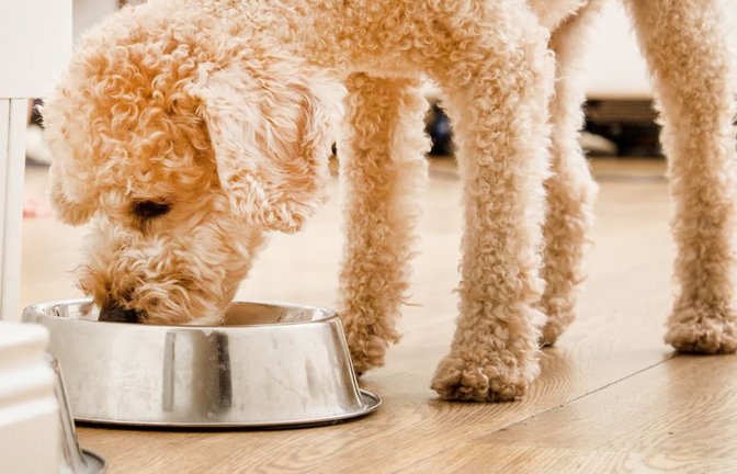 Hund frisst aus einem Napf. (Symbolbild)<span class='image-autor'>Christin Klose/dpa-tmn/dpa</span>