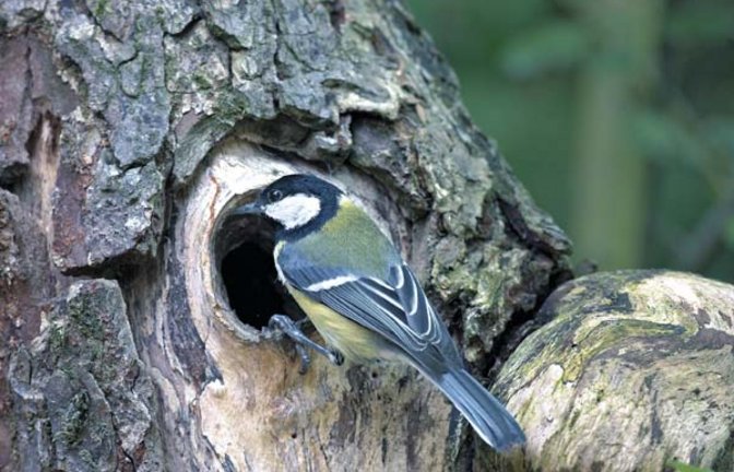 Wohl dem, der eine Meise hat! Foto: Nabu/Hecker