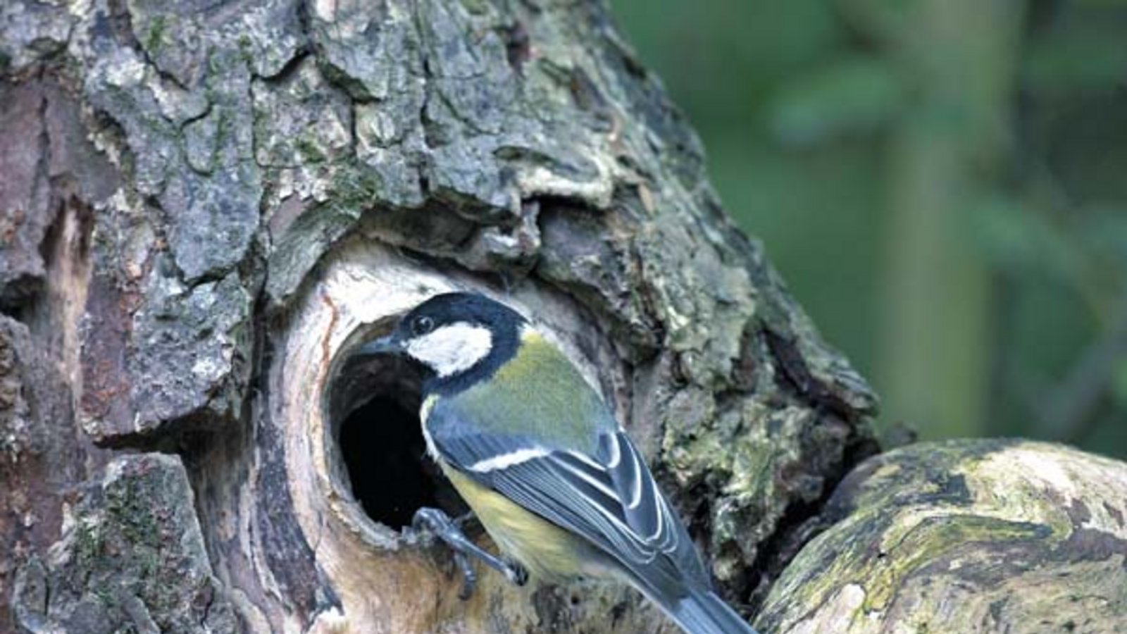 Wohl dem, der eine Meise hat! Foto: Nabu/Hecker