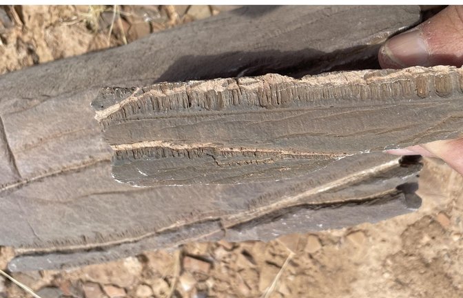 Marmorprobe aus Namibia: Ausgehend von zwei mit hellem Krustenkalk gefüllten Spalten sind die Röhrchen in paralleler Anordnung nach unten gewachsen.<span class='image-autor'>Foto: © Cees Passchier</span>