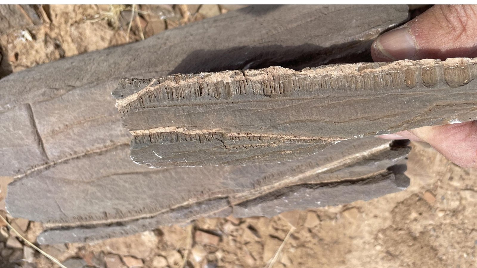Marmorprobe aus Namibia: Ausgehend von zwei mit hellem Krustenkalk gefüllten Spalten sind die Röhrchen in paralleler Anordnung nach unten gewachsen.Foto: © Cees Passchier Marmorprobe aus Namibia: Ausgehend von zwei mit hellem Krustenkalk gefüllten Spalten sind die Röhrchen in paralleler Anordnung nach unten gewachsen.Foto: © Cees Passchier