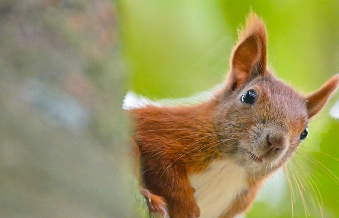 Das Eichhörnchen ist das Gartentier des Jahres 2026 (Symbolfoto).<span class='image-autor'>Foto: Patrick Pleul/dpa/dpa-tmn/Patrick Pleul</span>